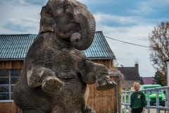An elephant performing tricks at a circus. Germany, 2016.