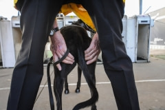 Moving the greyhound into the gate. Australia, 2010.
