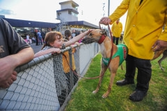 Parading the greyhounds before the betting audience. Australia, 2010.