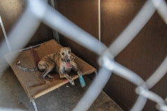 Rescued greyhounds await adoption. Australia, 2010.