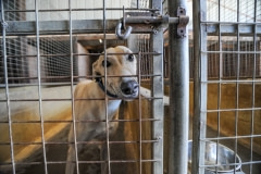 Rescued greyhounds await adoption. Australia, 2010.