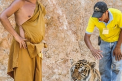Tiger, staff, and the head Buddhist monk at Tiger Temple. Thailand, 2008.