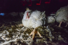 A broiler chicken unable to stand. Australia, 2013.