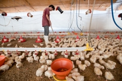 Chicks and a worker in a factory farm. Mexico, 2018.