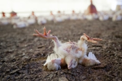 A dying chicken in a factory farm. Mexico, 2018.