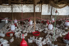 Broiler chicken farming. Nepal, 2017.