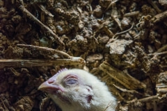 A dead chick in a factory farm. Denmark, 2017.