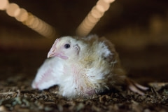 A young broiler chicken in a factory  farm. Denmark, 2017.