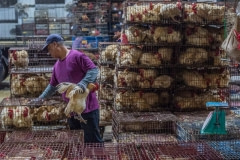 Broiler chickens tightly packed in to cages during transport. Taiwan, 2019.
