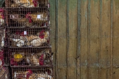 Broiler chickens tightly packed in to cages during transport. Taiwan, 2019.