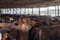 Feedlot. Israel, 2018.