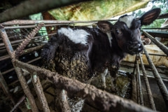 A sick calf at a dairy farm. Taiwan, 2019.