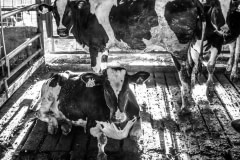 Dairy farm at a Kibbutz. Israel, 2018.
