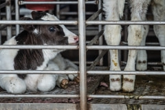 Calves separated from mothers. Taiwan, 2019.