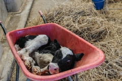 A newborn calf in a wheelbarrow. Spain, 2010.