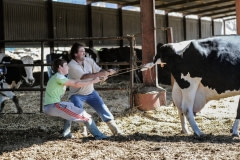 Pulling a calf from a dairy cow. Spain, 2010.