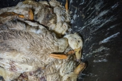 Dead ducks in a wheelbarrow at a factory farm. Australia, 2017.