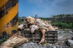 Dead ducks outside a factory farm. Taiwan, 2019.