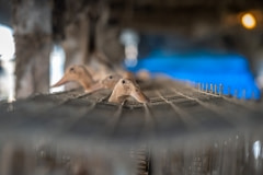 Ducks in a factory farm. Taiwan, 2019.