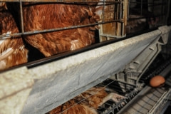 Hens standing on a dead hen in a factory farm. Spain, 2009.
