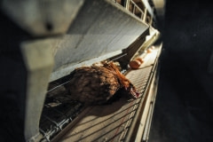 A dead hen on the egg conveyor. Spain, 2009.