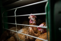 Hens in a factory farm. Spain, 2017.