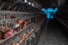 Layer hens. Taiwan, 2019.
