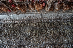 Caged hens over a dirty floor. Taiwan, 2019.