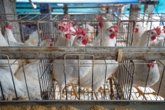 Five to a cage. Taiwan, 2019.