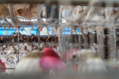 Nails grow long because hens stand on cage flooring, not solid ground. Taiwan, 2019.