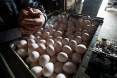 A farmer with the eggs produced on his farm. Taiwan, 2019.