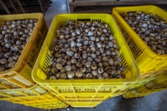 Quail eggs from a factory farm. Taiwan, 2019.