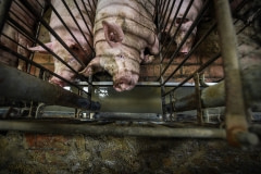 Industrial pig farming. Italy, 2015.