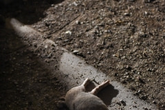 Dead piglet at a factory farm. Italy, 2015.