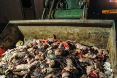 A tractor bucket full of dead piglets. Spain, 2009.