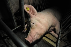 A sow at a factory farm. Spain, 2009.