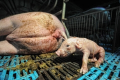 Piglets being born at a factory farm. Spain, 2009.
