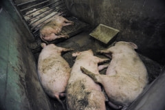 PIgs in a factory farm. Sweden, 2009.