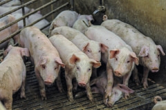 Piglets standing on a dead cage mate at a factory farm. Sweden, 2009.
