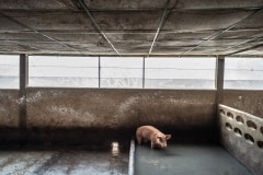 A pig at an industrial farm. Thailand, 2019.