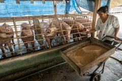 Pigs being fed at a family-run organic farm. Thailand, 2019.
