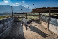 A small pig farm. Nepal, 2017.