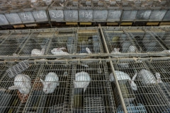 A rabbit factory farm. Spain, 2013.