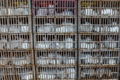 Arriving at a rabbit slaughterhouse. Spain, 2013.