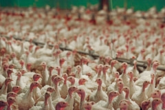 Factory-farmed turkeys, Sweden, 2012.