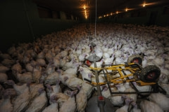Factory-farmed turkeys, Sweden, 2012.