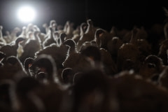 Factory-farmed turkeys, Sweden, 2012.