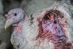 A turkey suffering from injury and infection on a factory farm, Sweden, 2012.