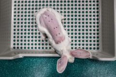 This rabbit’s back has been shaved and points marked in preparation for a product dermal toxicity test.  Spain, 2018.  Carlota Saorsa / HIDDEN / We Animals Media