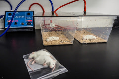 No longer of use for experimentation, laboratory mice are asphyxiated by carbon dioxide and then bagged for incineration.  USA, 2020. Roger Kingbird / HIDDEN / We Animals Media